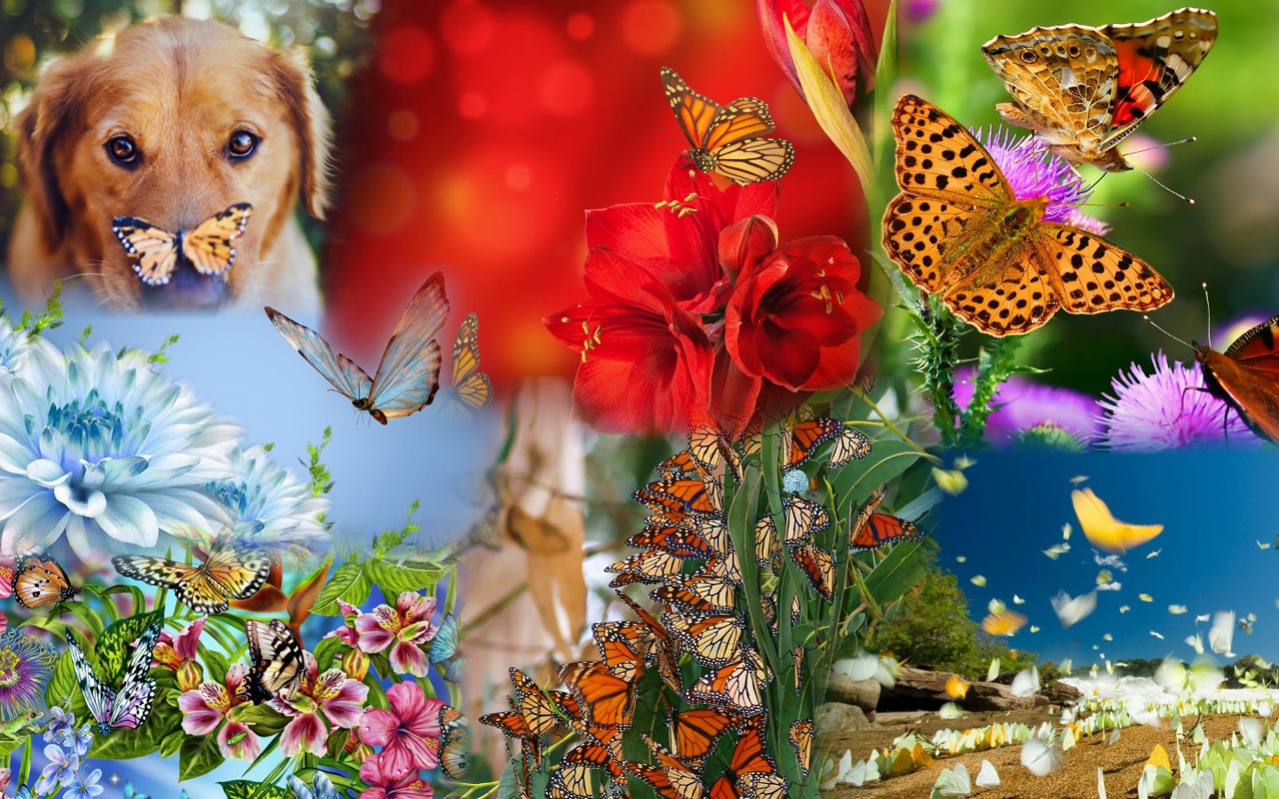 imagini desktop flori